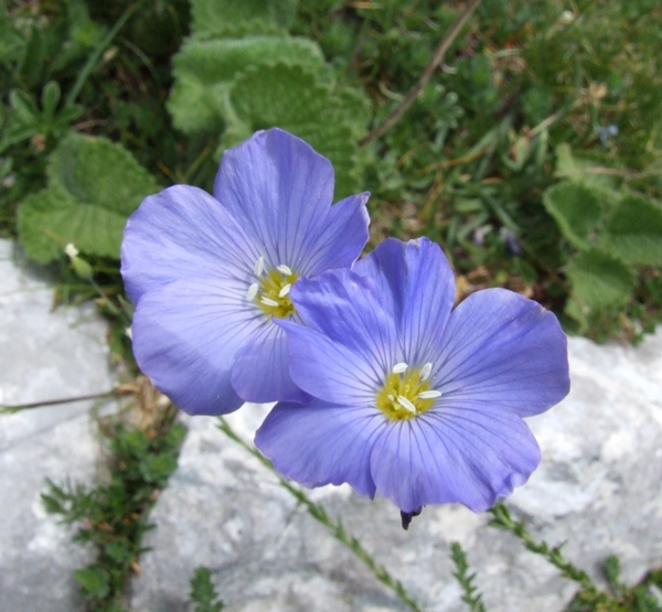 Linum alpinum / Lino celeste